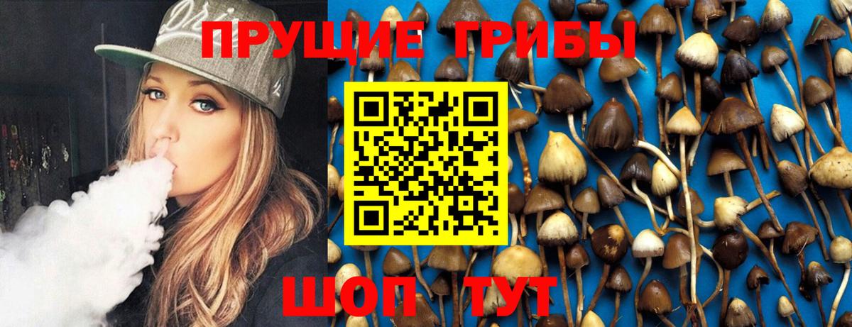 Псилоцибиновые грибы Cubensis Кувандык